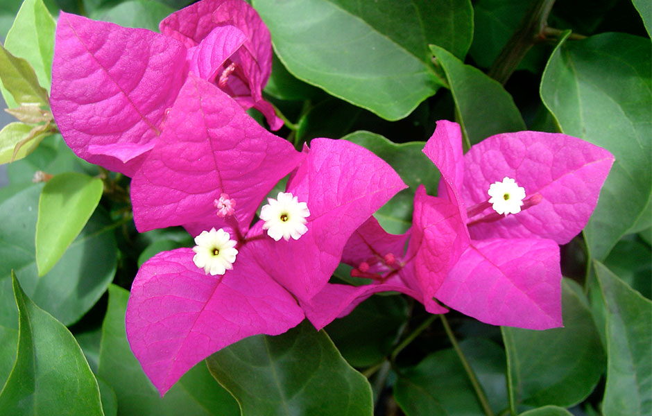 Bougainvillea - Miami Pink