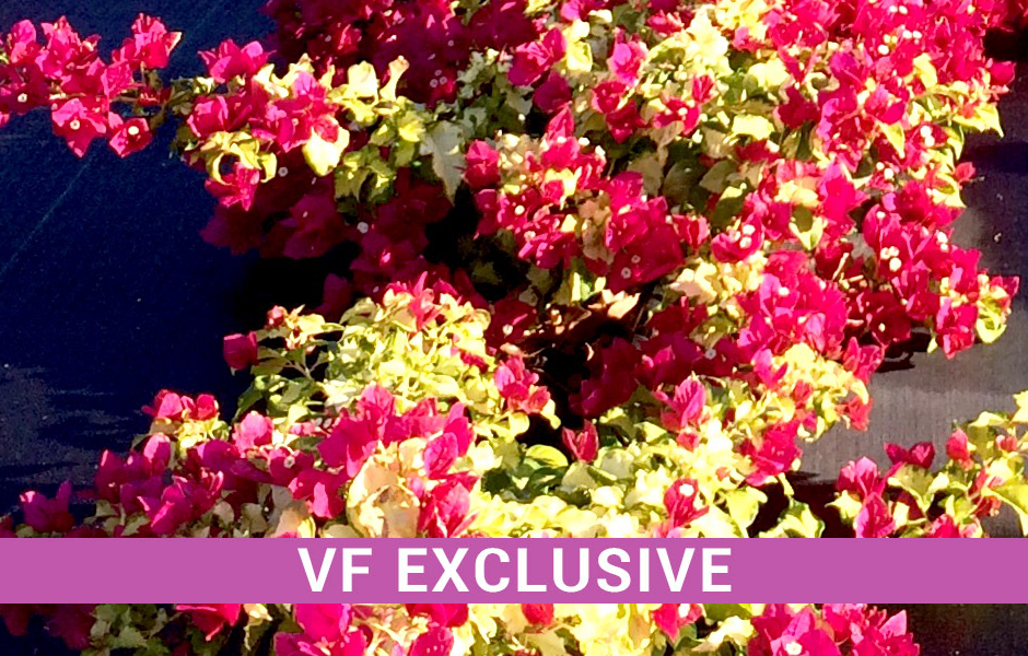 VF Sunstone Red, Exclusive of Vista Farms