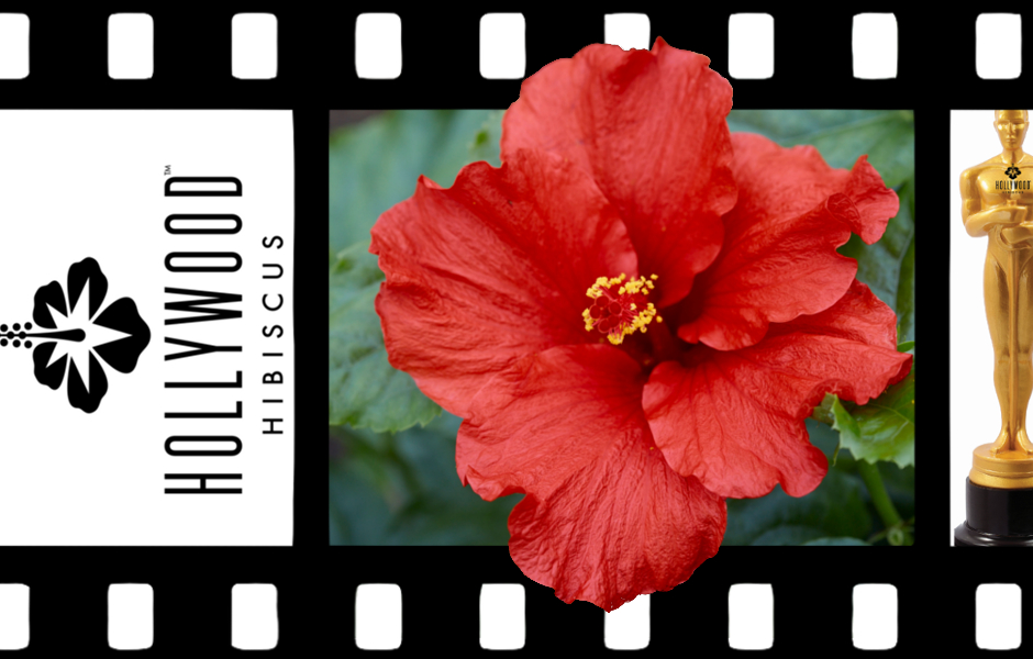 Hollywood Hibiscus First to Arrive