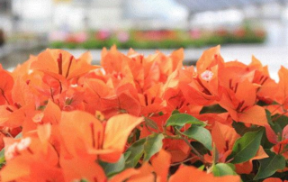 Fire Opal VF Exclsive bougainvillea from 15 Spring Trials - Aniversario
