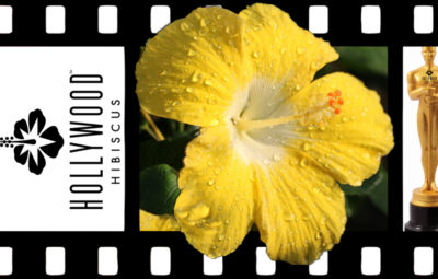 Hibiscus Hollywood - Leading Lady