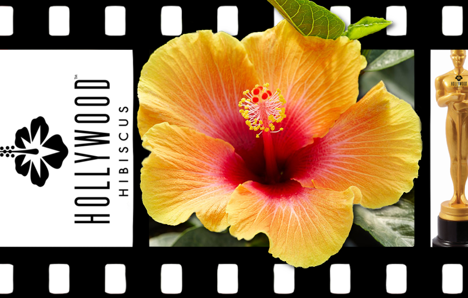Hollywood Hibiscus - Social Butterfly