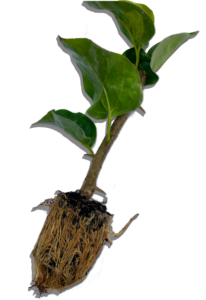 Ellepot Young plant Bougainvillea example