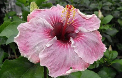 Hibiscus Me Oh My Oh