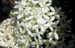 Ixora Dwarf White