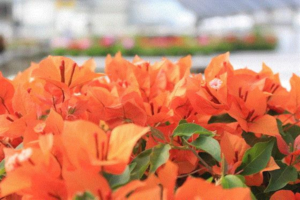 Fire Opal VF Exclsive bougainvillea from 15 Spring Trials - Aniversario
