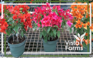 VF Bougainvillea pots FLAME - RUBY & VF FIRE OPAL