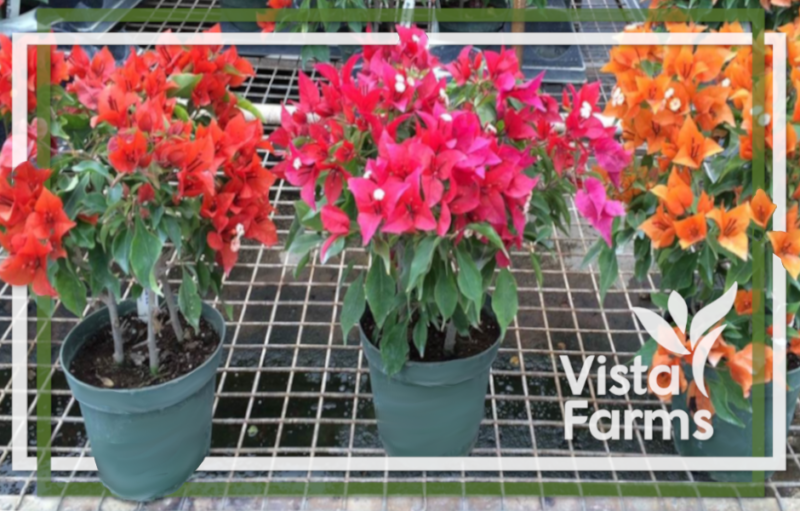 VF Bougainvillea pots FLAME - RUBY & VF FIRE OPAL